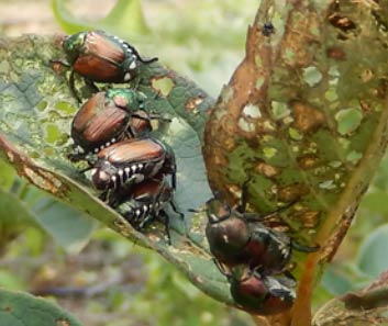 Leaf-feeding Beetles