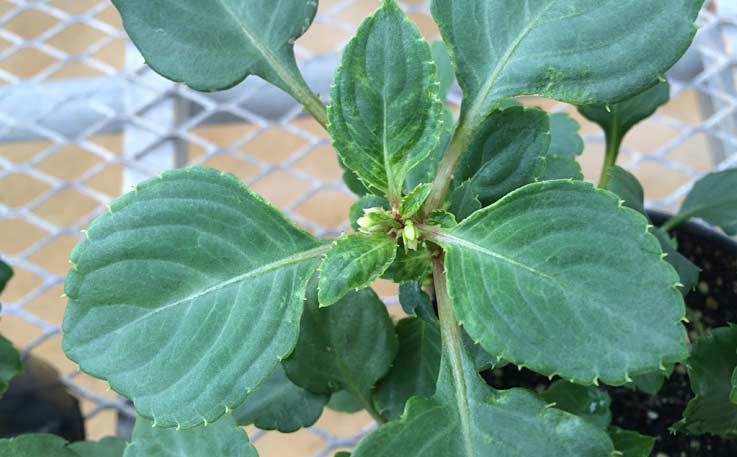 Thrips damage on untreated Impatiens plant
