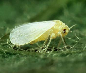 Whitefly (Bemesia spp.)