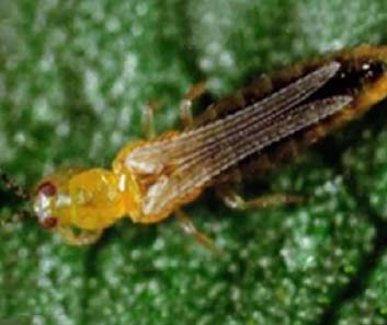 Thrips