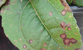 Leaf Spots