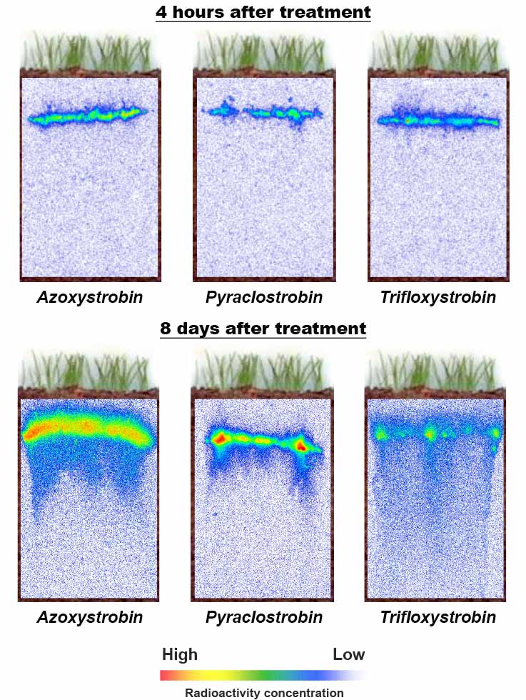 Radioactivity conentration four hours after treatment compared to eight days after treatment.