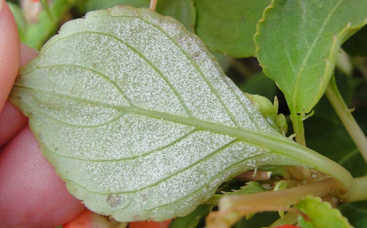 Downy Mildew